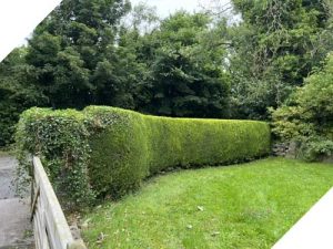 Dunne’s Garden Service & Maintenance hedge care