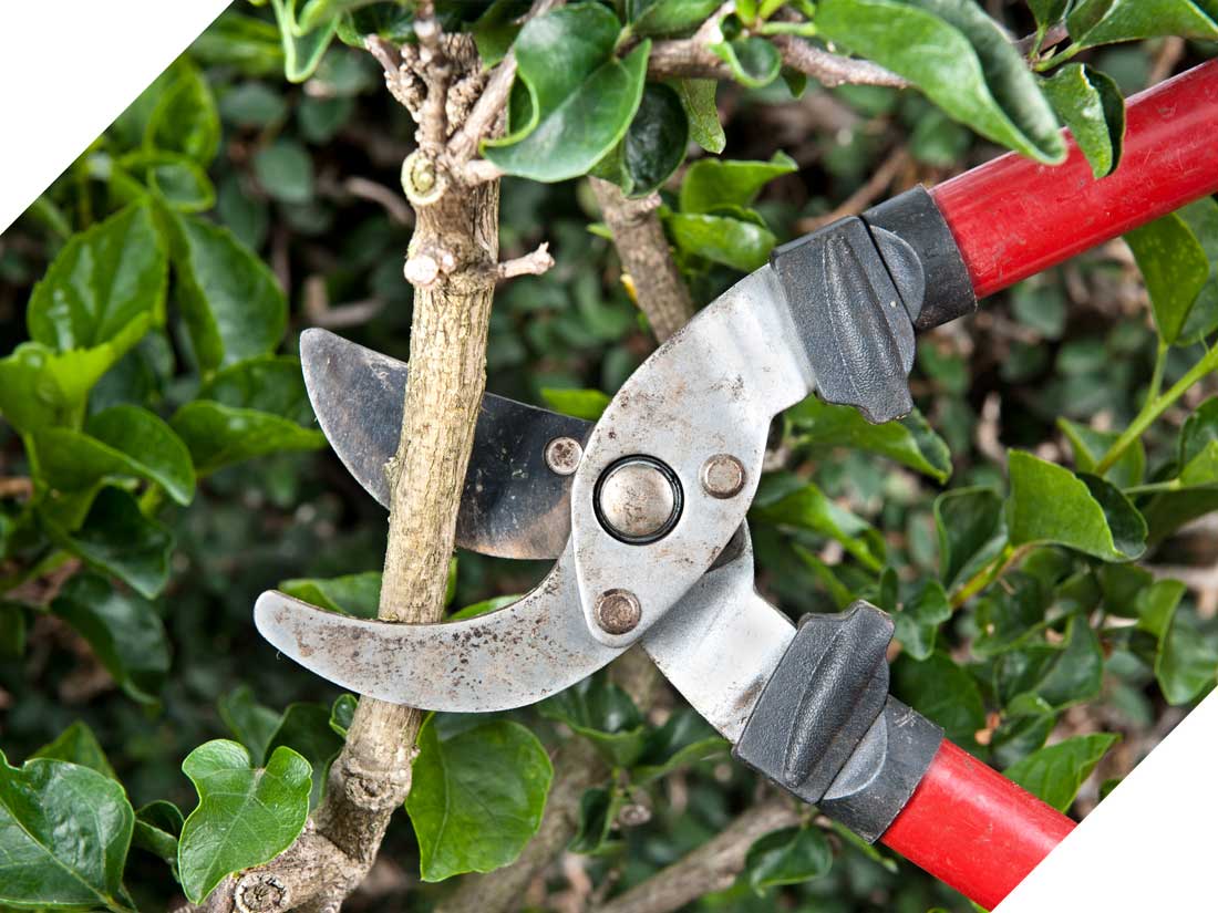 Dunne’s Garden Service & Maintenance pruning